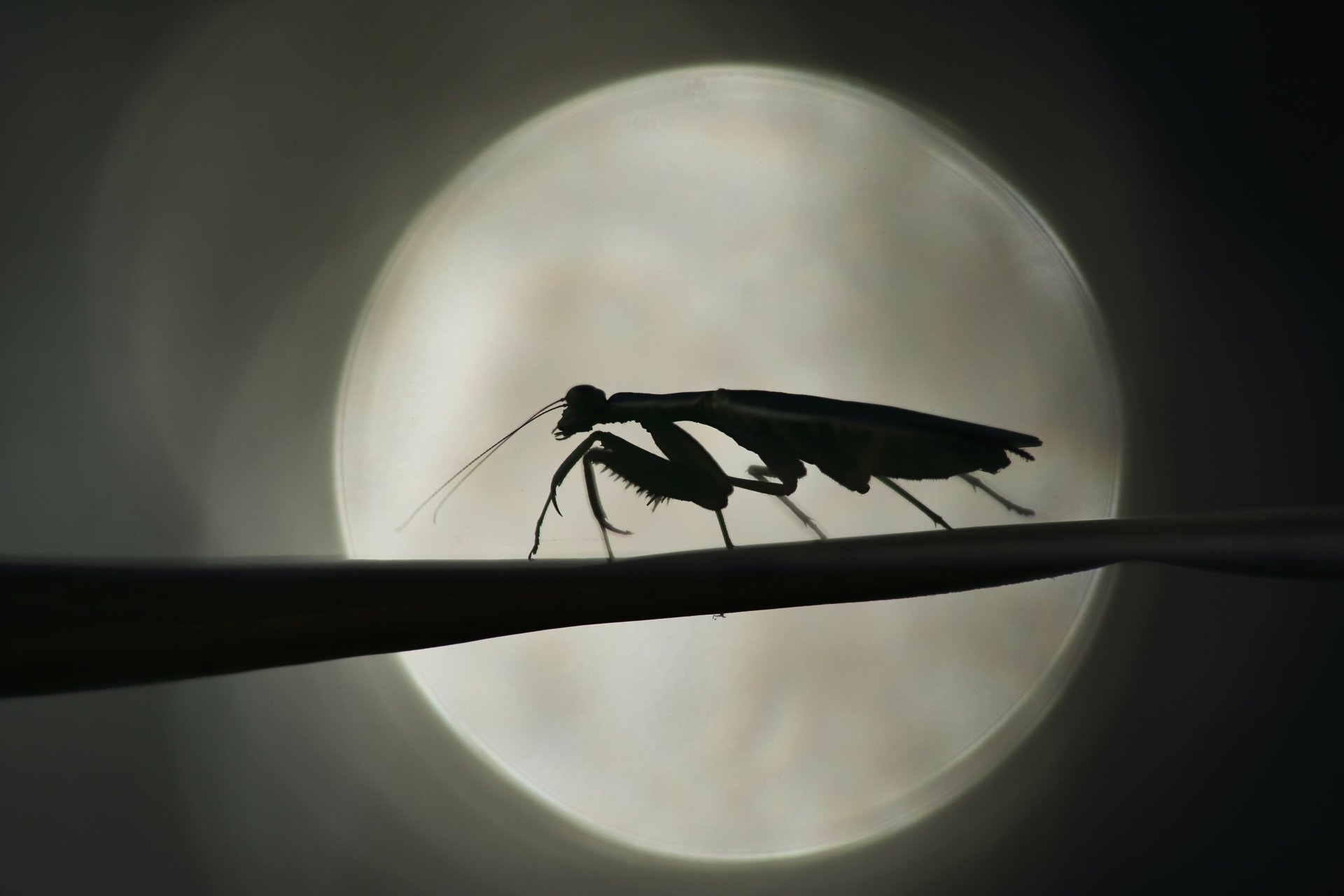 All Software Has Bugs!